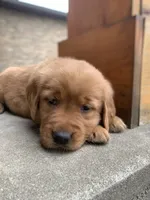Gypsy, a female Golden Retriever for sale in Shreve, OH – 2 of 4