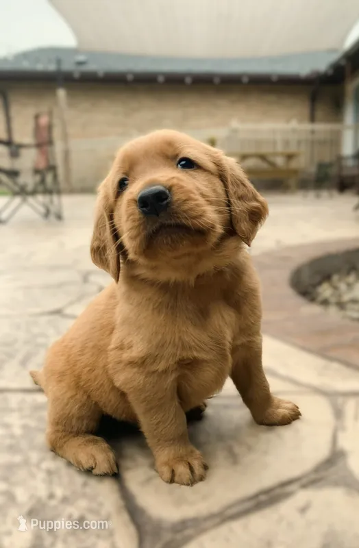 Aspen – Golden Retriever puppy for sale in Shreve, OH