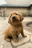 Aspen, a male Golden Retriever for sale in Shreve, OH – 1 of 4