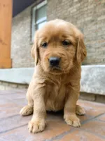 Gypsy, a female Golden Retriever for sale in Shreve, OH – 1 of 4