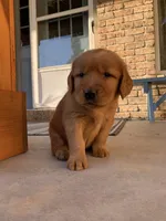 Rhea, a female Golden Retriever for sale in Shreve, OH – 3 of 4