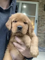 Gypsy, a female Golden Retriever for sale in Shreve, OH – 4 of 4