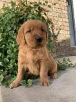 Jinx, a female Golden Retriever for sale in Shreve, OH – 2 of 4