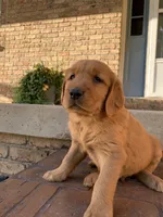 Azlan, a male Golden Retriever for sale in Shreve, OH – 3 of 5