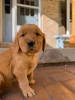 Jinx, a female Golden Retriever for sale in Shreve, OH – 1 of 4