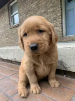 Aspen, a male Golden Retriever for sale in Shreve, OH – 4 of 4