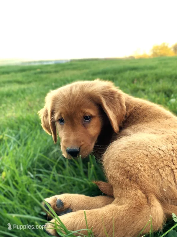 Jinx – Golden Retriever puppy for sale in Shreve, OH