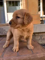 Rhea, a female Golden Retriever for sale in Shreve, OH – 4 of 4