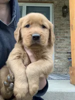 Aspen, a male Golden Retriever for sale in Shreve, OH – 2 of 4
