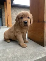 Gypsy, a female Golden Retriever for sale in Shreve, OH – 3 of 4