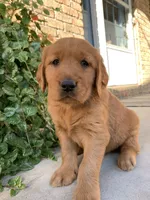 Azlan, a male Golden Retriever for sale in Shreve, OH – 2 of 5
