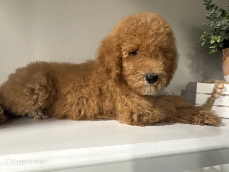 AKC standard Poodle  – Poodle - Standard  puppy for sale in Wray, GA