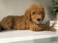 AKC standard Poodle , a female Poodle - Standard  for sale in Wray, GA – 3 of 5