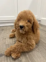 AKC standard Poodle , a female Poodle - Standard  for sale in Wray, GA – 1 of 5