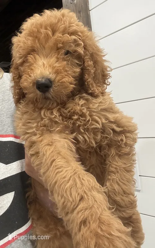 AKC green male  – Poodle - Standard  puppy for sale in Wray, GA