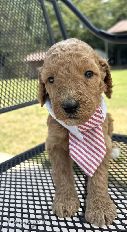 AKC green male  – Poodle - Standard  puppy for sale in Wray, GA