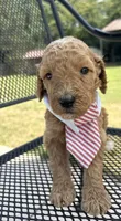AKC green male , a male Poodle - Standard  for sale in Wray, GA – 2 of 3