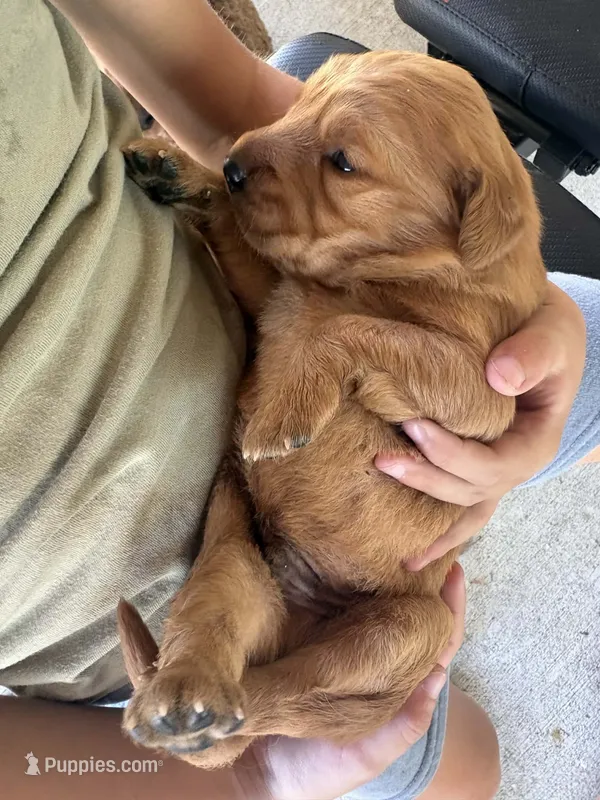 Pink Girl – Golden Retriever puppy for sale in Wray, GA
