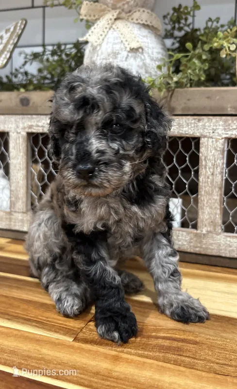 AKC Mini Merle – Poodle - Miniature  puppy for sale in Wray, GA