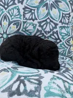 Black AKC Male , a male Poodle - Standard  for sale in Wray, GA – 3 of 3
