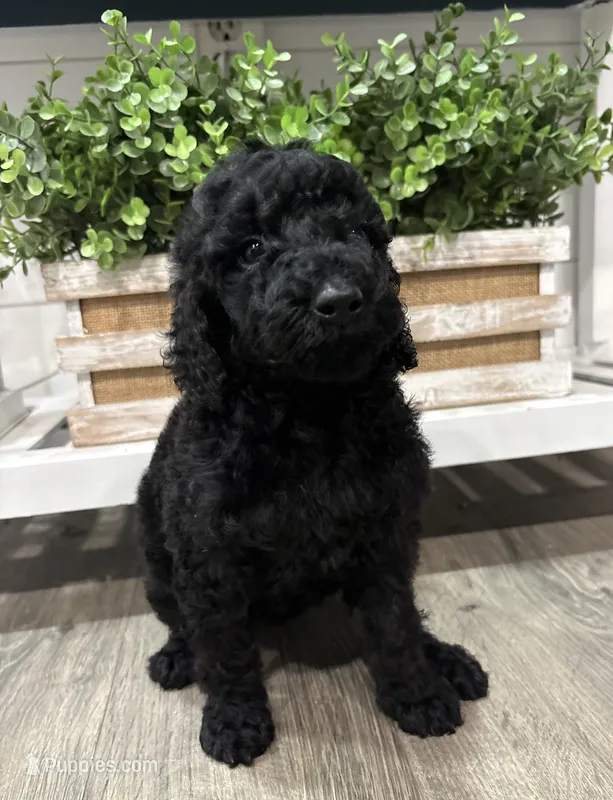 Black AKC girl – Poodle - Standard  puppy for sale in Wray, GA