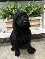 Black AKC girl, a female Poodle - Standard  for sale in Wray, GA – 1 of 3