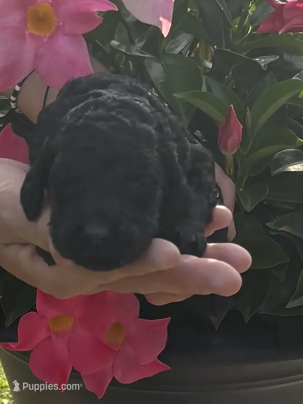Black AKC girl – Poodle - Standard  puppy for sale in Wray, GA