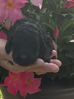 Black AKC girl, a female Poodle - Standard  for sale in Wray, GA – 1 of 2