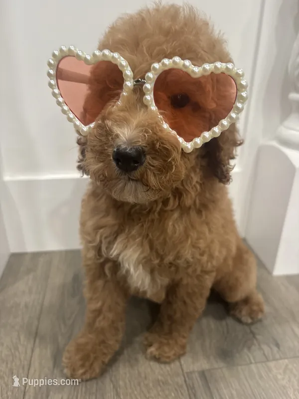 AKC standard Poodle  – Poodle - Standard  puppy for sale in Wray, GA