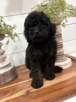 Mini Phantom , a female Poodle - Miniature  for sale in Wray, GA – 6 of 6