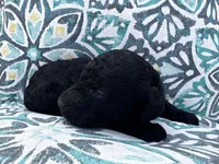 Black AKC girl, a female Poodle - Standard  for sale in Wray, GA – 2 of 2