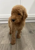 Blue male , a male Poodle - Standard  for sale in Wray, GA – 4 of 4