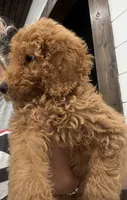 AKC green male , a male Poodle - Standard  for sale in Wray, GA – 4 of 5