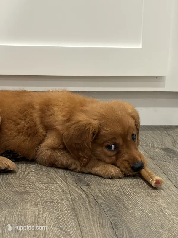Pink Girl – Golden Retriever puppy for sale in Wray, GA
