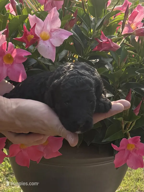Black AKC Male , a male Poodle - Standard  for sale in Wray, GA – 1 of 3