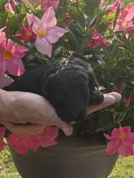 Black AKC Male , a male Poodle - Standard  for sale in Wray, GA – 1 of 3