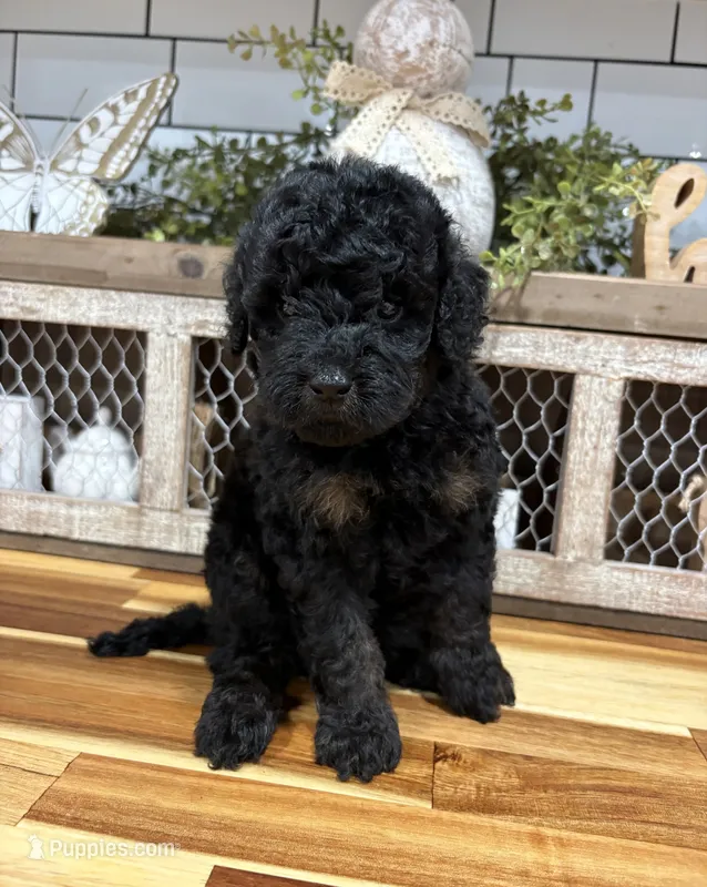 Mini Phantom  – Poodle - Miniature  puppy for sale in Wray, GA