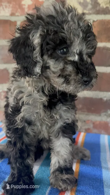 Mini Merle  – Poodle - Miniature  puppy for sale in Wray, GA