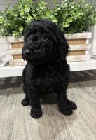 Black AKC girl, a female Poodle - Standard  for sale in Wray, GA – 2 of 3
