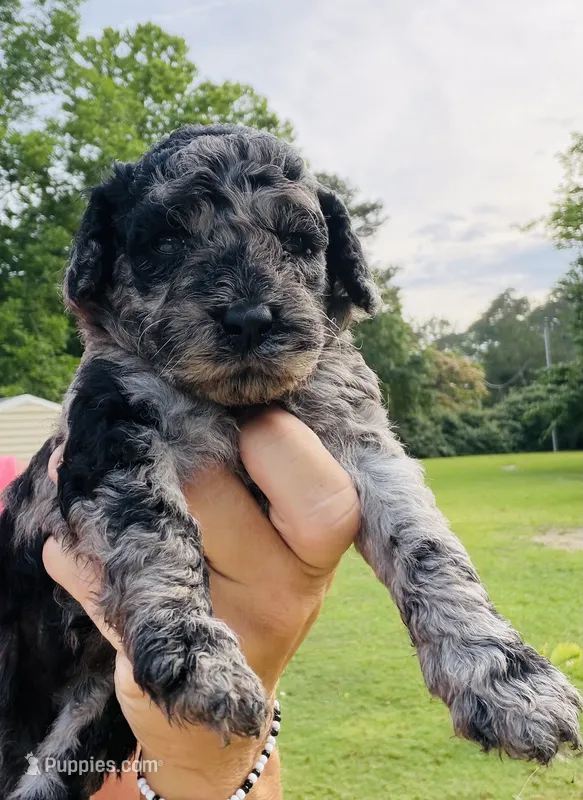 Mini Merle  – Poodle - Miniature  puppy for sale in Wray, GA