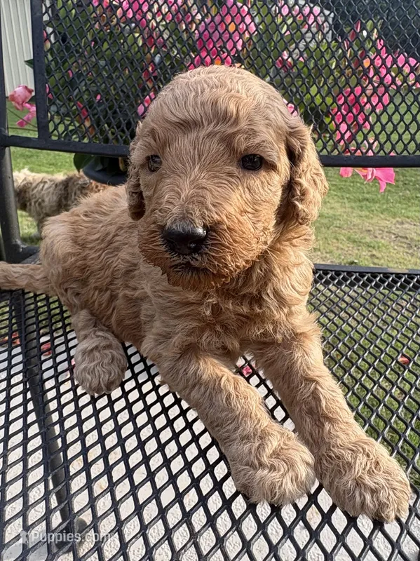 Blue male  – Poodle - Standard  puppy for sale in Wray, GA