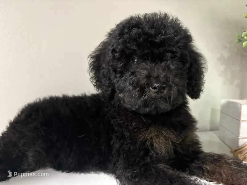Mini Phantom  – Poodle - Miniature  puppy for sale in Wray, GA
