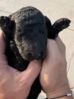 Black AKC Male , a male Poodle - Standard  for sale in Wray, GA – 2 of 3