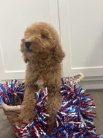 AKC standard Poodle , a female Poodle - Standard  for sale in Wray, GA – 4 of 4