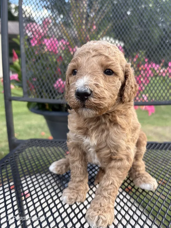 AKC standard Poodle  – Poodle - Standard  puppy for sale in Wray, GA