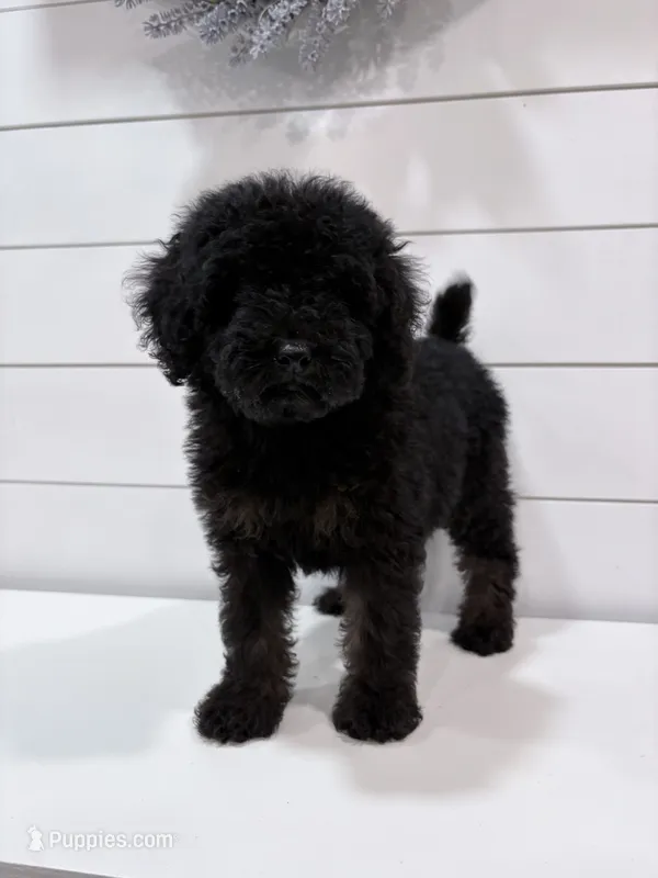 Mini Phantom  – Poodle - Miniature  puppy for sale in Wray, GA