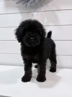 Mini Phantom , a female Poodle - Miniature  for sale in Wray, GA – 1 of 6