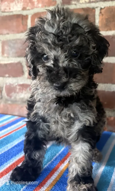 Mini Merle  – Poodle - Miniature  puppy for sale in Wray, GA