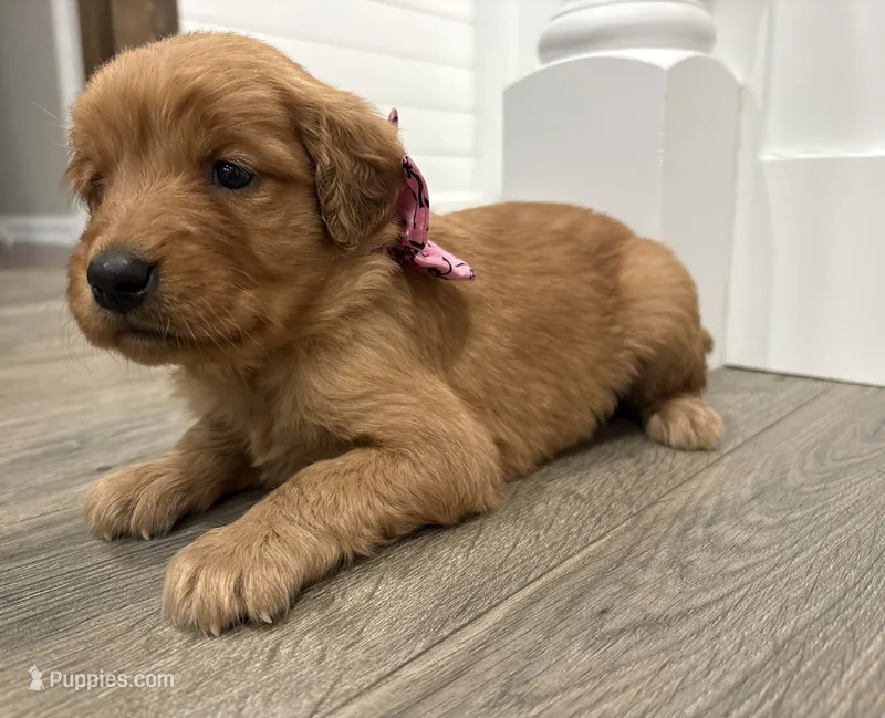 Pink Girl – Golden Retriever puppy for sale in Wray, GA