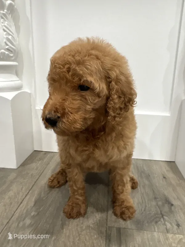 Blue male  – Poodle - Standard  puppy for sale in Wray, GA